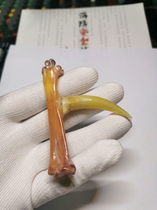 文玩鸡爪骨，文玩鸡蹬子，鸡骨，寓意一步登天...