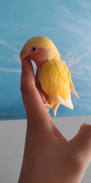 心心念念的小黄桃来了,红红的脸蛋太漂亮了,...