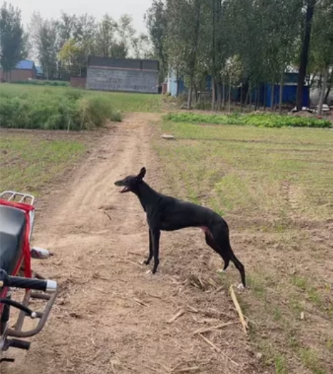 格慧，公，两年，肩高63.黑白全活。不会上...