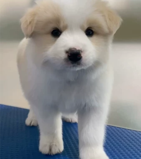 金色边牧  感兴趣的话点“我想要”和我私聊...