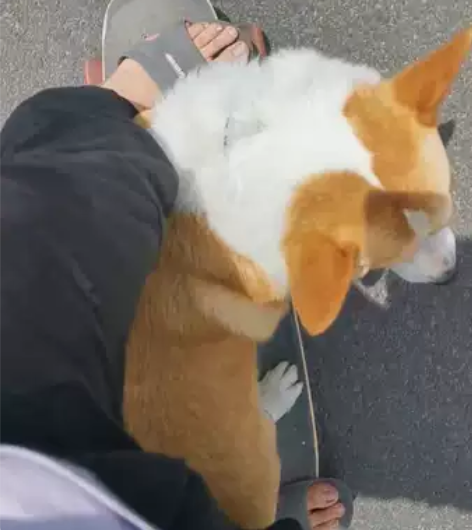 专业维修各种品牌电动滑板，diy电动滑板，...