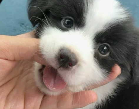 自提自家养的边牧幼犬，边牧幼犬宠物狗狗陪伴...