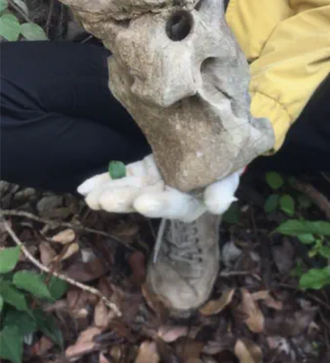 天然太湖石原石奇石，28-15-14。“太...