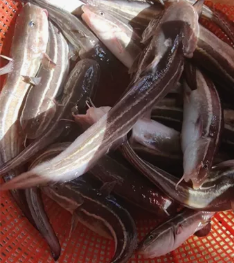三毛鱼，活活鲜鲜 感兴趣的话点“我想要”和...