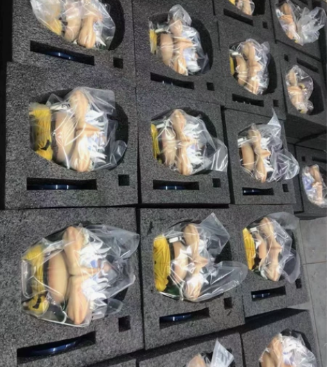 【BBF工作室】草帽大船团 青椒 补款开启...