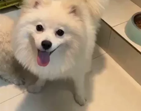 一只非常漂亮标准的博美 一岁多 它在以前主...