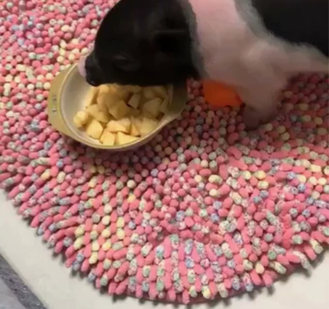 超可爱泰国迷你小香猪迷你猪纯种宠物猪活萌宠...