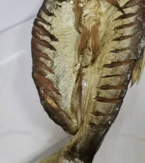 风吹翘嘴，2-4斤一条大湘江翘嘴加工而成，...