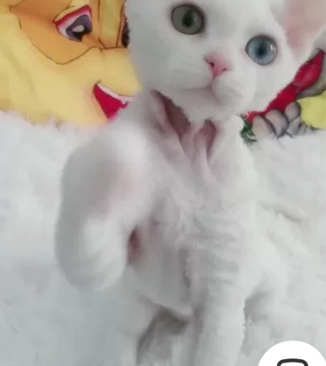 纯白鸳鸯眼异瞳德文卷毛猫妹妹，四个月 [1...