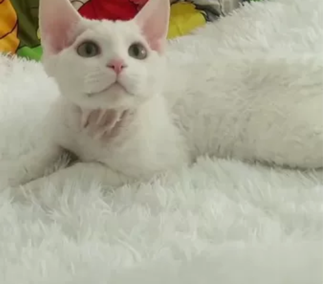 纯白黄眼德文卷毛猫弟弟，四个月 [1]为什...