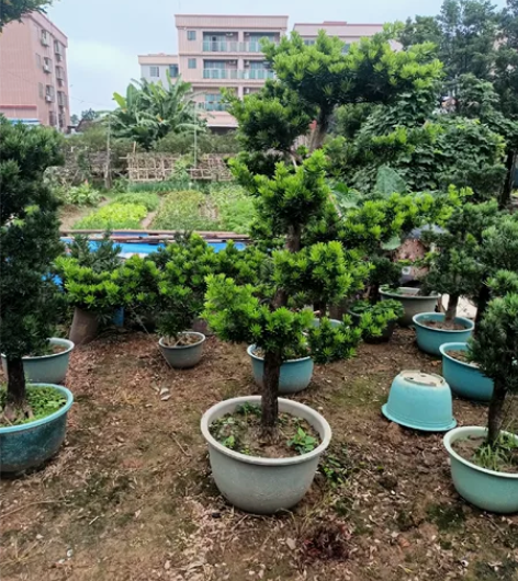 特大长飘进口小叶金钻罗汉松，场地清货。 高...