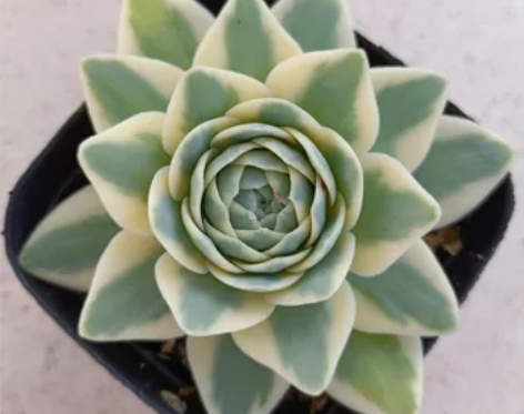 富士多肉.凤凰锦富士锦一物一拍.白覆轮锦....