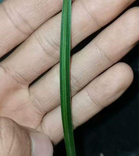 hui，背银细飘线，每片叶子都飘有细丝，夹...