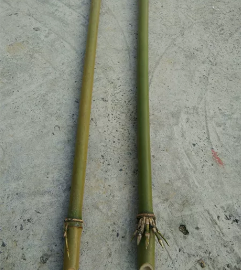 极品老苦竹笛子料,大小正好!两根一起出60...