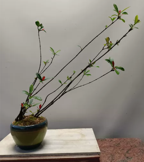 己结果一本丛林斜飘海岛四季龙船花盆景 含盆...