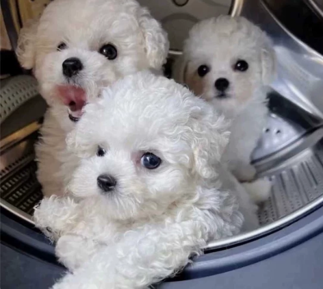 同城自提！狗狗自提自家养的比熊幼犬，比熊幼...