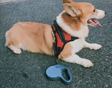 狗链子狗狗牵引绳牵引带背心式胸背带中型大型...