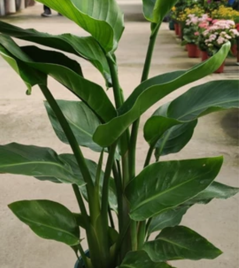 特级三株天堂鸟高80公分,油绿的叶子,椰糠...