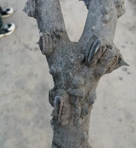 花椒原木弹弓，很难找的，特别正，陆续加工中...
