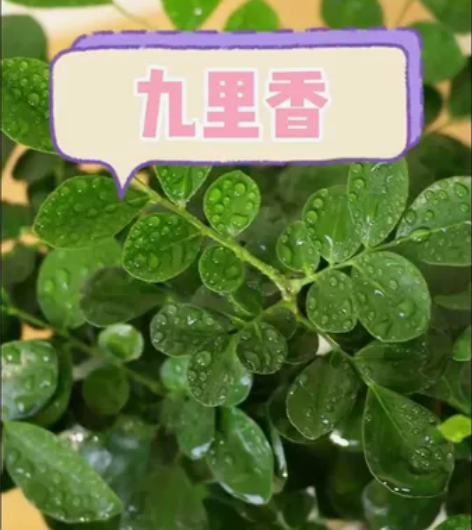冬天也可以花香飘满屋，四季开花，心动直接撸...