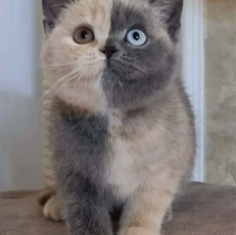 如果你外出无法照顾，怕猫咪认生不愿意寄养在...