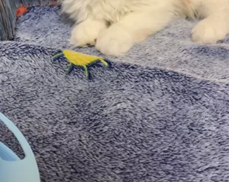 标价就是卖价！英国长毛猫（乳白色），八字开...