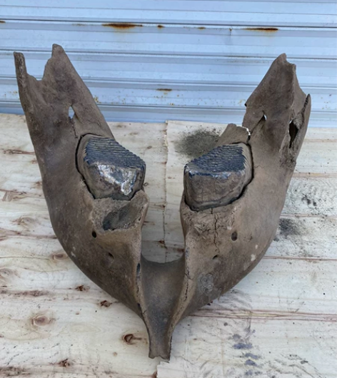 冰河时期猛犸象下颚化石摆件 万年产物 珍藏...