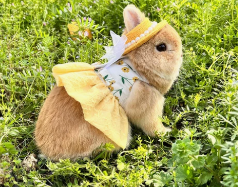 可爱风宠物兔垂耳兔侏儒兔猫猫兔外出游婚纱夏...