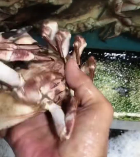 特价捡漏鲜活面包蟹  感兴趣的话点“我想要...