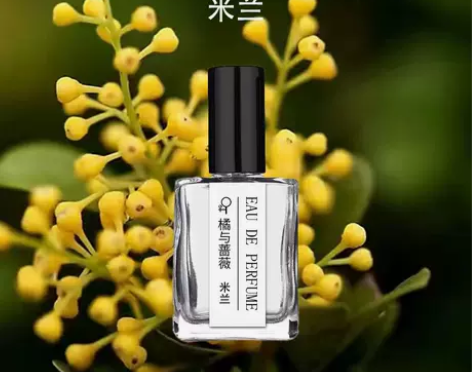 橘与蔷薇 米兰花米兰籽树兰鱼仔兰 还原