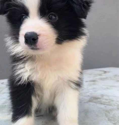 自提自家养的边牧幼犬,边牧幼犬宠物狗狗陪伴...