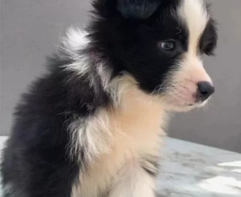 自提自家养的边牧幼犬，边牧幼犬宠物狗狗陪伴...