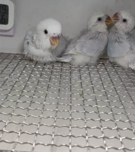 出紫伊莎  蓝伊莎  (母)  家庭精养 ...