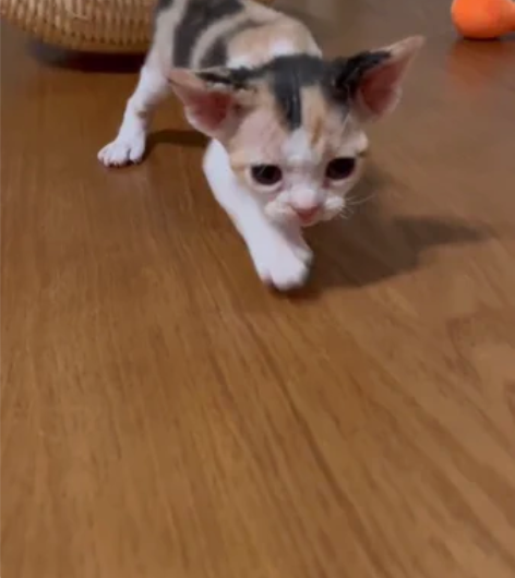 德文卷毛猫 山花妹妹 漂亮的小脸蛋 粉鼻头...