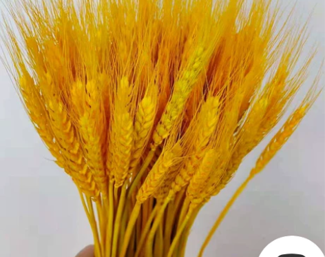 【9.8元100支】麦穗干花新年开业摆放插...