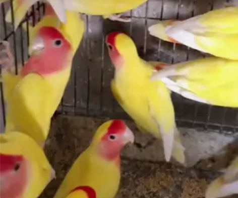 出十个月大成年大黄桃。大红脸蛋嘎嘎漂亮，回...