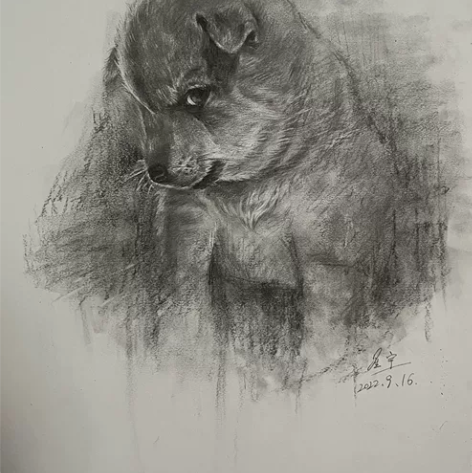 素描小狗，发布作品均为写生作品，不会出现重...
