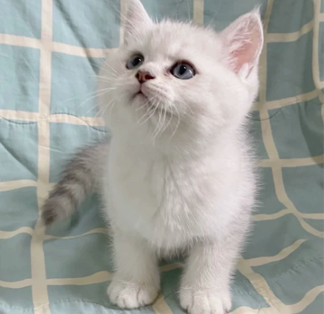 个人家养银渐层找家长 非猫舍 家庭富养 2...