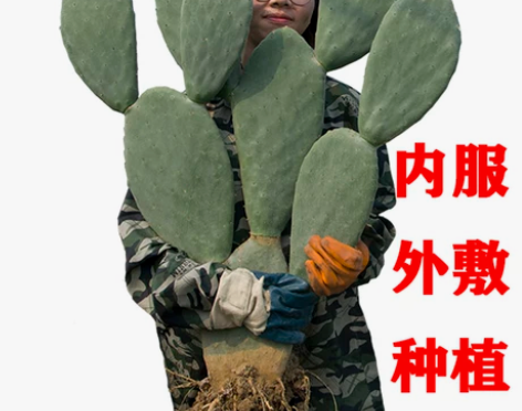 新鲜米邦塔仙人掌绿色多肉植物盆栽可药用食