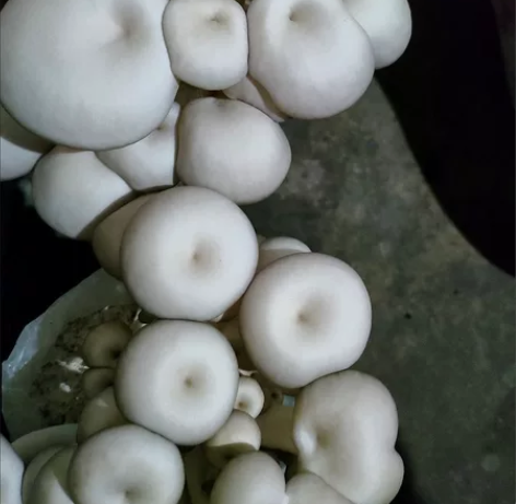 平菇菌包，19.8三包，养了要有耐心，三天...