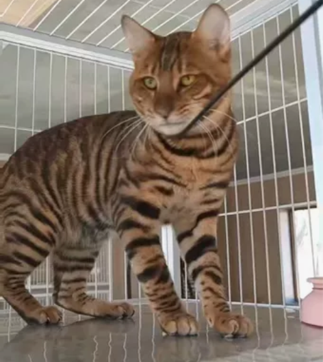 zll玩具虎新公8个月疫苗全 感兴趣的话点...