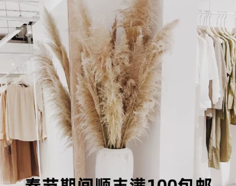 天然芦苇干花网红真花花束客厅摆设蒲苇鲜花装...