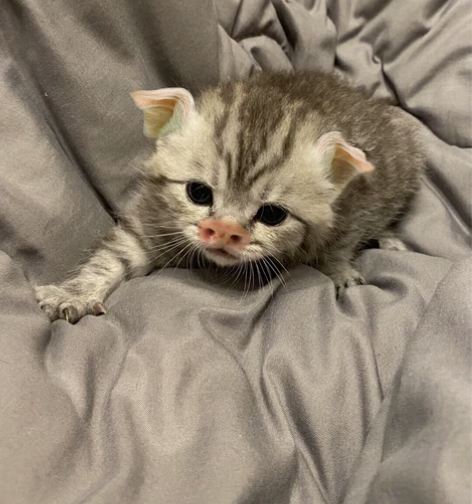 家里生的猪猫幼崽 家里养太多了,实在养...