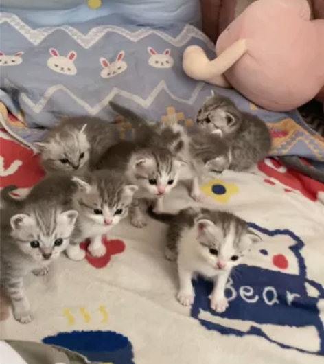 可以预定啦出生二十一天的崽崽 感兴趣的话点...