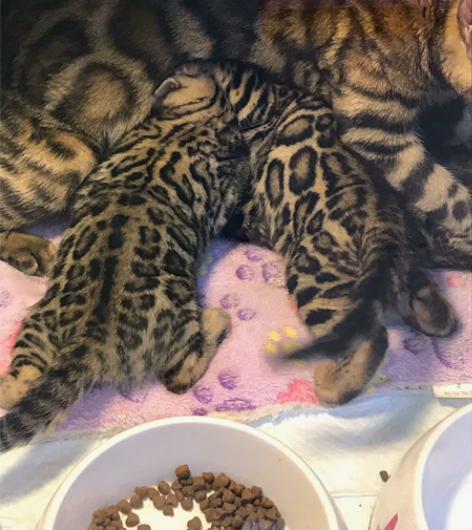 孟加拉豹猫 上海本地 花纹没得说 各个都有...