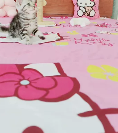 【聪明】【乖巧】【黏人】纯血统美短猫幼猫 ...