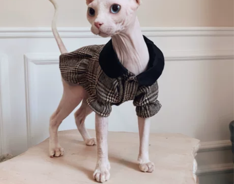 斯芬克斯星球 无毛猫衣服德文 柯尼斯秋冬可...