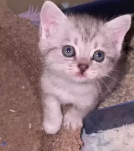 一个多月的猫猫会用猫砂会吃猫粮喜欢的可以来...