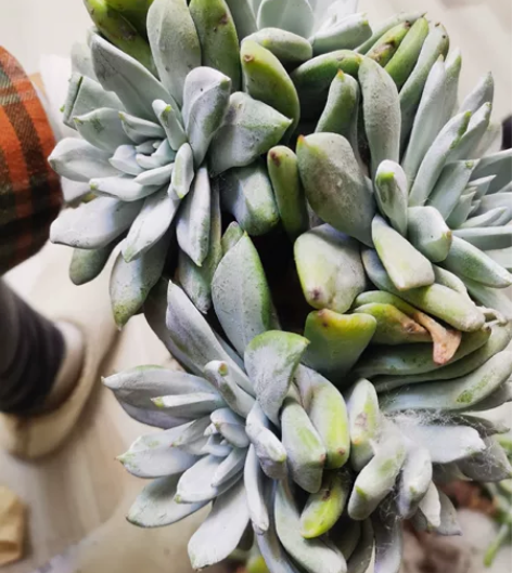 帕翠莎 仙女杯 拇指杂 五头,漂亮脸蛋,桩...