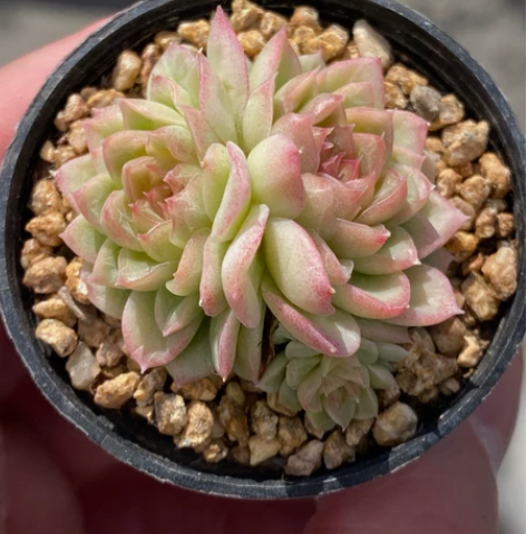 边线红女王，两个大头带一个小头，叶插繁殖，...